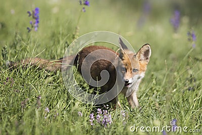 Baby fox Stock Photo