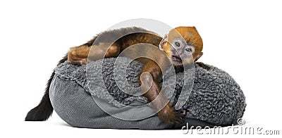 Baby Francois Langur lying on a pillow (1 month) Stock Photo