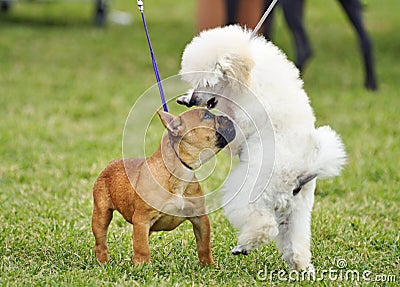 Baby French Bulldog & Toy Poodle puppies socializing playing dog show Stock Photo