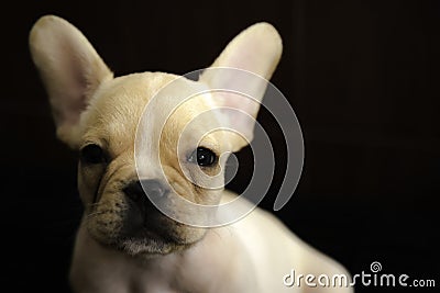 Baby french bulldog Stock Photo