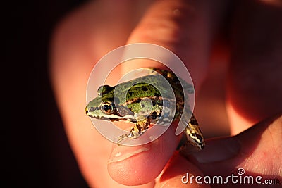 Baby frog Stock Photo