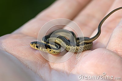 Baby Garter Snake in Hand Stock Photo