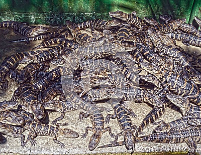 Baby Gators Stock Photo