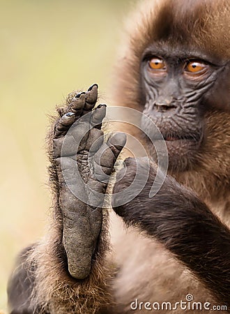 Baby Gelada monkey sitting with a foot up Stock Photo