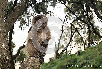Baby Gelada monkey sitting on a tree branch Stock Photo