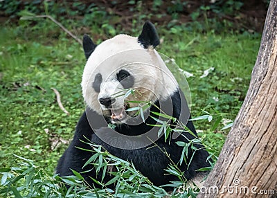 Baby Giant Panda Xiao Qi Ji at Smithsonian National Zoo -3 Editorial Stock Photo