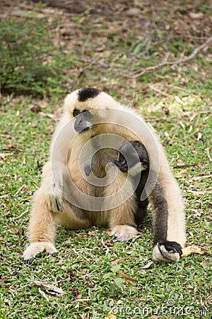 Baby Gibbon suckling from mother Stock Photo