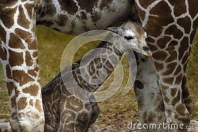 Baby Giraffe Stock Photo