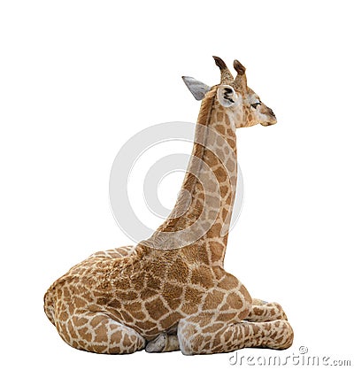 Baby giraffe isolated on white background with clipping path Stock Photo