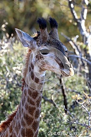 Baby Giraffe Stock Photo