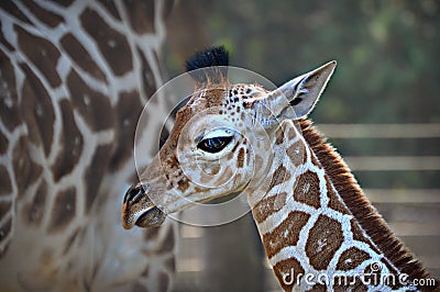 Baby Giraffe Stock Photo