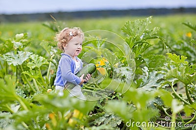Baby girl on farm field gathering ripe zucchini Stock Photo