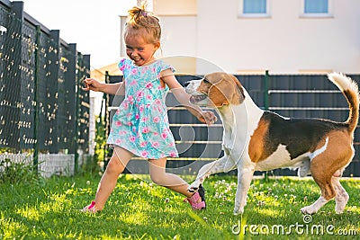 Baby girl running with beagle dog in backyard in summer day. Domestic animal with children concept Stock Photo