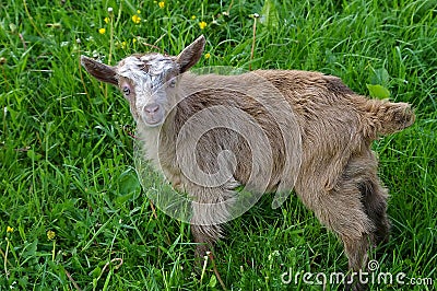 Baby goat Stock Photo