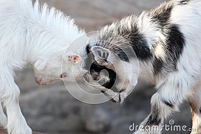 Baby Goats Heads Stock Photo