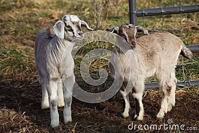 Baby goats standing near gate Stock Photo