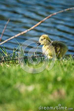 Baby gosling Stock Photo