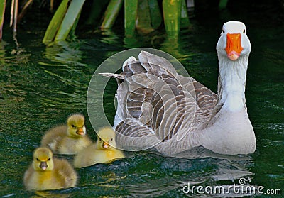 Baby gosling with mother goose Stock Photo