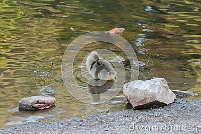 Baby Gosling Standing in Lake Itching Itself Stock Photo