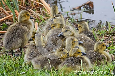 Baby Goslings in the Snow on Pell Lake Stock Photo