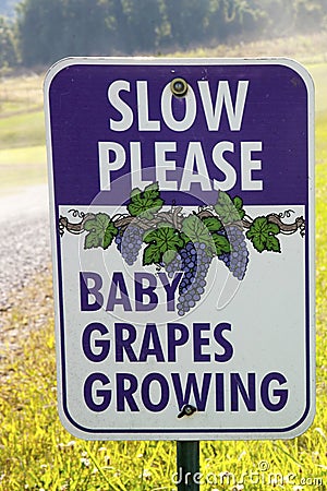 Baby Grapes Growing Stock Photo