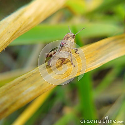 Baby grasscopper get injure on back Stock Photo