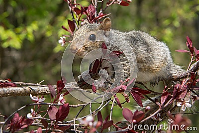 Baby Gray Squirrel Stock Photo