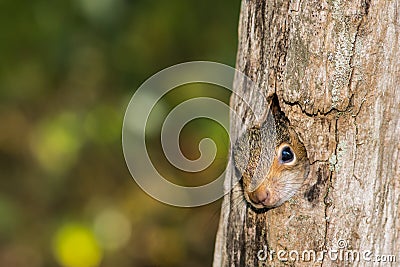 Baby Gray Squirrel Stock Photo