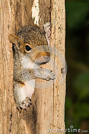 Baby Gray Squirrel Stock Photo