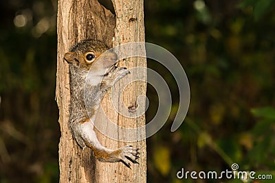 Baby Gray Squirrel Stock Photo