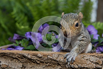 Baby Gray Squirrel Stock Photo