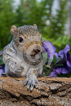 Baby Gray Squirrel Stock Photo