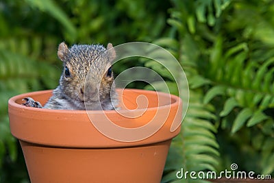 Baby Gray Squirrel Stock Photo