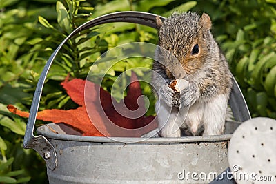 Baby Gray Squirrel Stock Photo