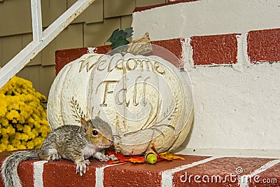 Baby Gray Squirrel Stock Photo