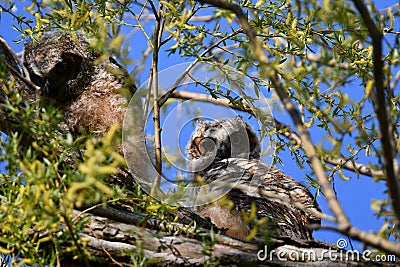 Baby Great Horned Owls fledged from their nest and explore nearby branches Stock Photo