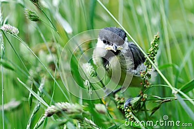 Baby Great Tit bird Stock Photo