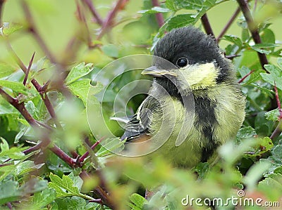 Baby great tit in hedgerow - close-up Stock Photo