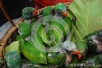 Baby green parrot birds Stock Photo