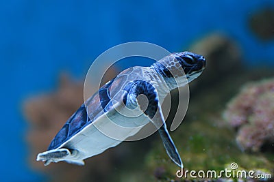 Baby Green turtle Stock Photo