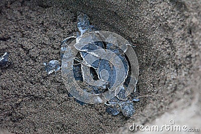 Baby green turtles on the beach in Costa Rica Stock Photo