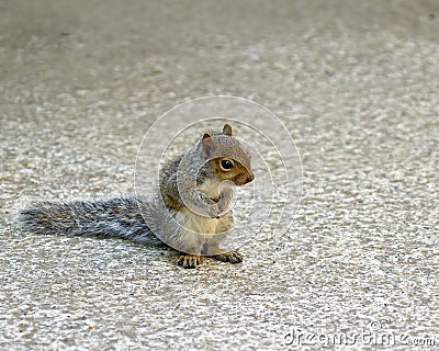 Baby Grey Squirrel Stock Photo