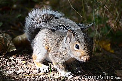 A baby grey squirrel Stock Photo