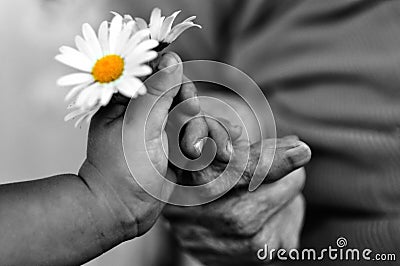 Baby hand gives chamomile for older woman on holiday.black and white photo Stock Photo