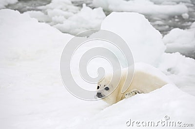 Baby harp seal pup Stock Photo