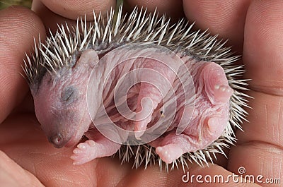 Baby hedgehog Stock Photo