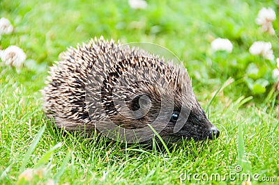 Baby hedgehog Stock Photo