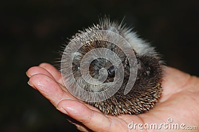 Baby Hedgehog Stock Photo