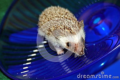 Baby hedgehog on wheel Stock Photo