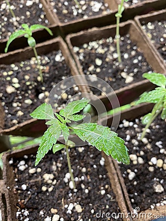 Amazing baby hemp plant young growth Stock Photo
